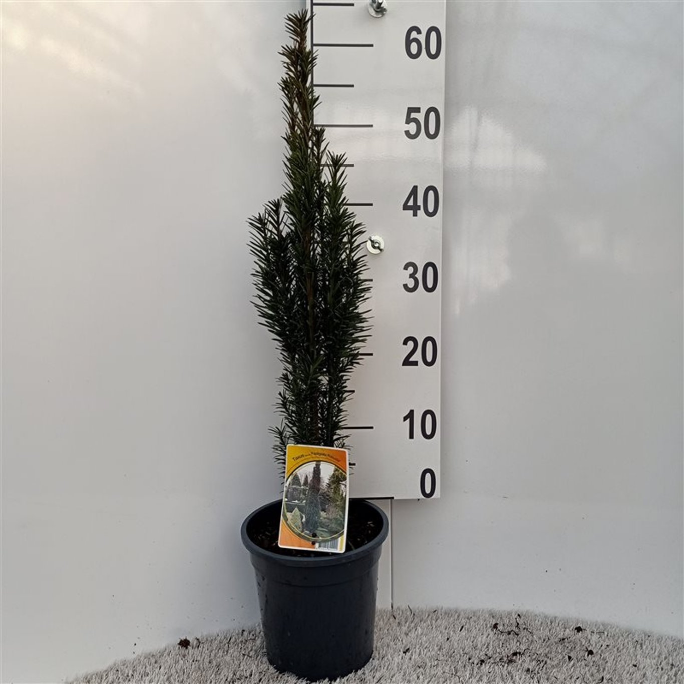 Taxus b. 'Fastigiata Robusta' - C3 50-60 CM